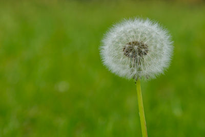Close-up of dandelion against blurred background
