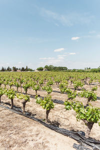 Scenic view of vineyard against sky