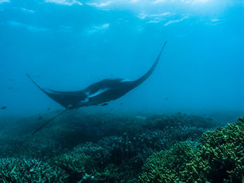 rays and skates