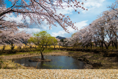 Scenic view of lake by trees against sky