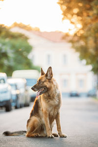 Dog running on road