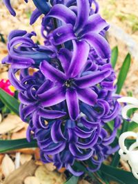 Close-up of purple flowers