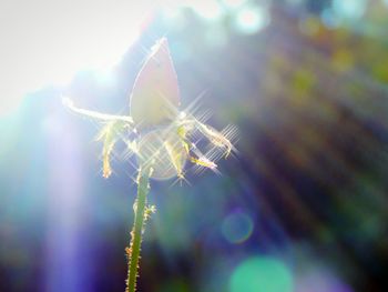 Close-up of spider and web against blurred background