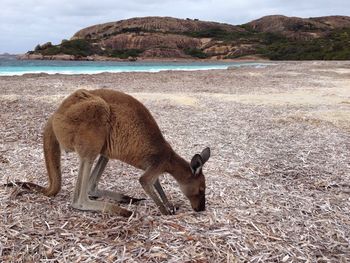 Kangaroo standing on beach