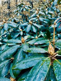 High angle view of insect on leaves