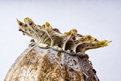 Low angle view of animal on rock against sky