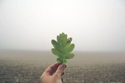 Close-up of hand holding plant against sky