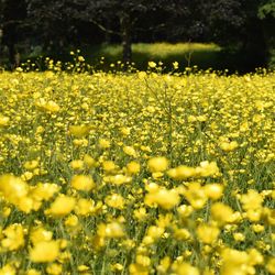 Close-up of yellow flowering plants on field