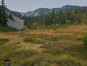 Scenic view of field against sky