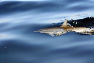 A dolphin swimming under water in the sea