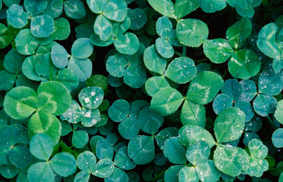 Full frame shot of raindrops on leaves