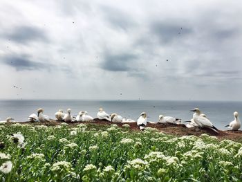 Gannet birds perching on field by sea against cloudy sky