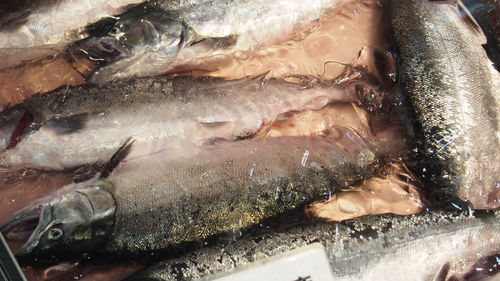 Close-up of fish for sale in market