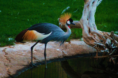 Gray crowned crane in shallow water