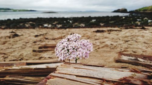 Close-up of flower on beach against sky