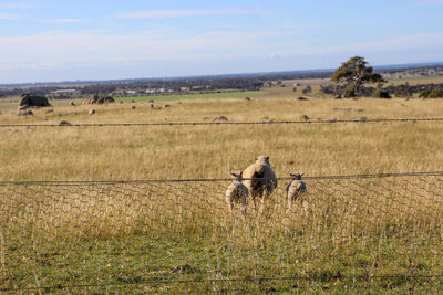 Sheep mother and lambs in field