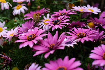 Close-up of flowers blooming outdoors