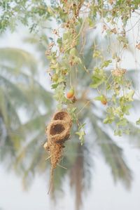 Low angle view of bird nest on tree