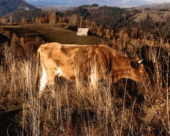 Sheep standing in a field