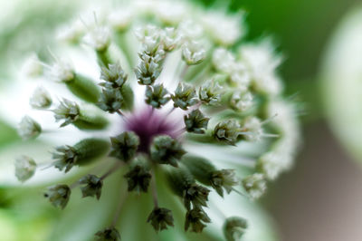 Close-up of purple flowering plant