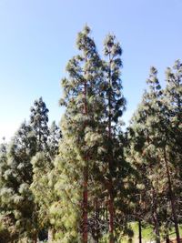 Low angle view of trees against sky