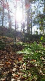 Trees in forest