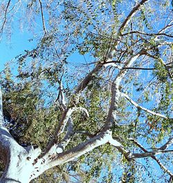 Low angle view of trees against blue sky