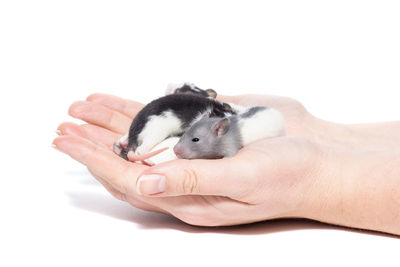 Close-up of hand holding finger against white background