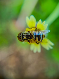 Close-up of insect on flower