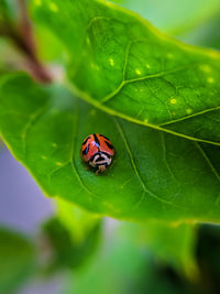Close-up of ladybug on leaf