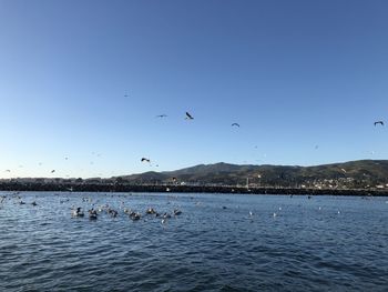 Seagulls flying over sea against clear blue sky