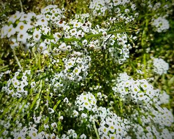 Close-up of white flowers