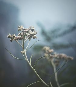 Close-up of plant against blurred background