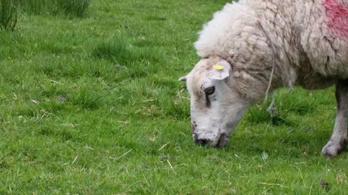 Sheep grazing on field