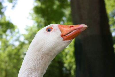 Close-up of a bird