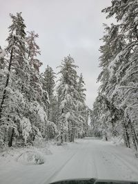  snow covered pines northern minnesota state forest 