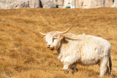 Highland cattle on meadov in the italian dolomites near val gardena.