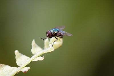 Close-up of fly on flower