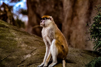 Monkey sitting on rock