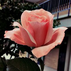 Close-up of rose blooming outdoors