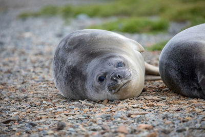 Portrait of seal relaxing on ground