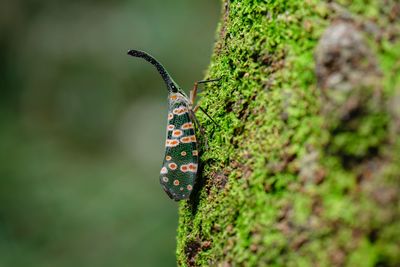 Close-up of butterfly on plant