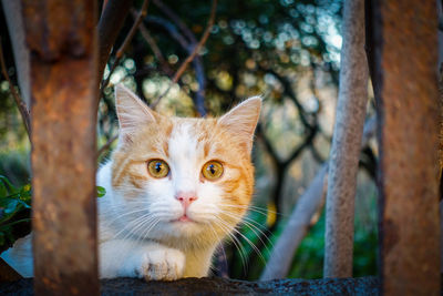 Close-up portrait of a cat