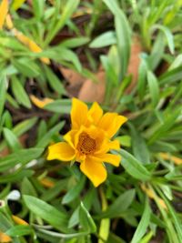 Close-up of yellow flower on field