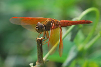 Close-up of insect on plant