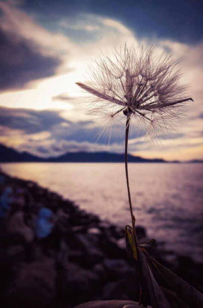 sky, nature, beauty in nature, growth, tranquility, flower, tranquil scene, water, focus on foreground, plant, stem, sea, scenics, close-up, cloud, cloud - sky, horizon over water, fragility, sunset, branch