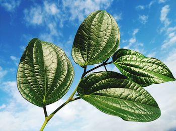 Low angle view of leaves against sky