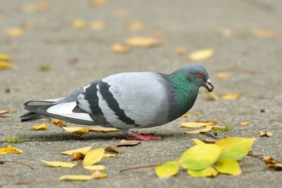 Close-up of pigeon perching on street