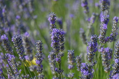 Close-up of purple flowering plants on field