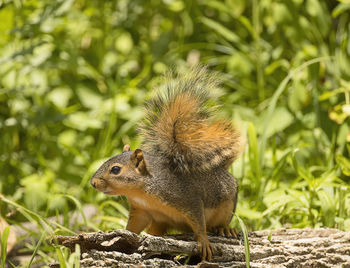 Close-up of squirrel on rock